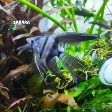 manfish bw slayer badan se koin gondrong