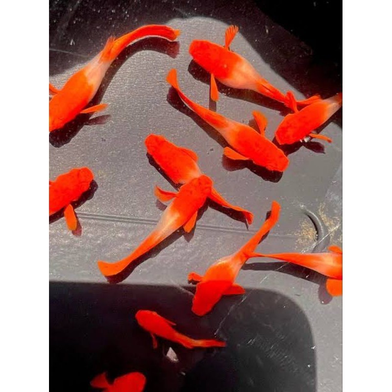 HIASAN AQUARIUM SEPASANG ALBINO KOI NON EAR GEN RIBBON LINE VIETNAM