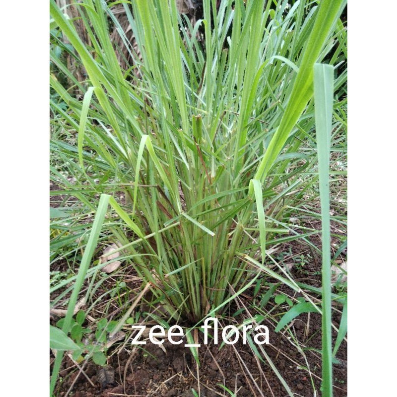 

SAHABATANI Bibit Pohon Sereh Sayur Terbaik Promo Terbaik Terlaris Termurah