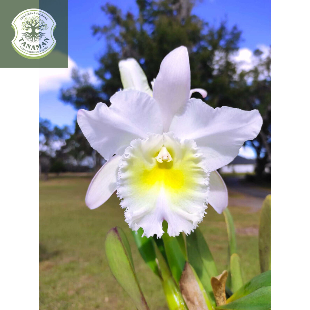 tanaman hias anggrek dendrobium Carmen // anggrek dendrobium // bibit anggrek dendrobium