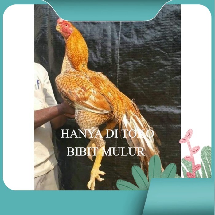 

TELUR PHAKOY MURAH FRESH FERTIL original berkualitas