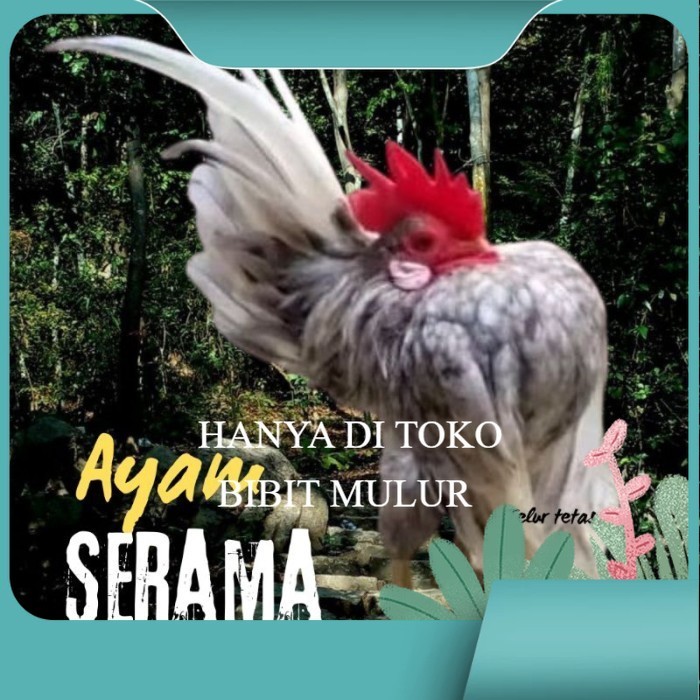 

telur ayam Serama kontes asli pendek bisa di tetaskan original berkualitas