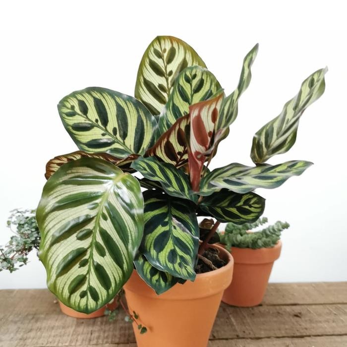 calathea makoyana import hias