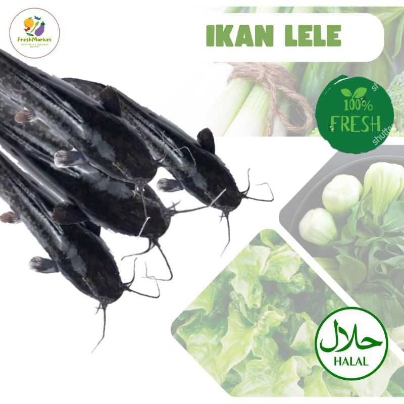 

Ikan Lele Segar Bersih Fresh 1 Kg Sayurinstant