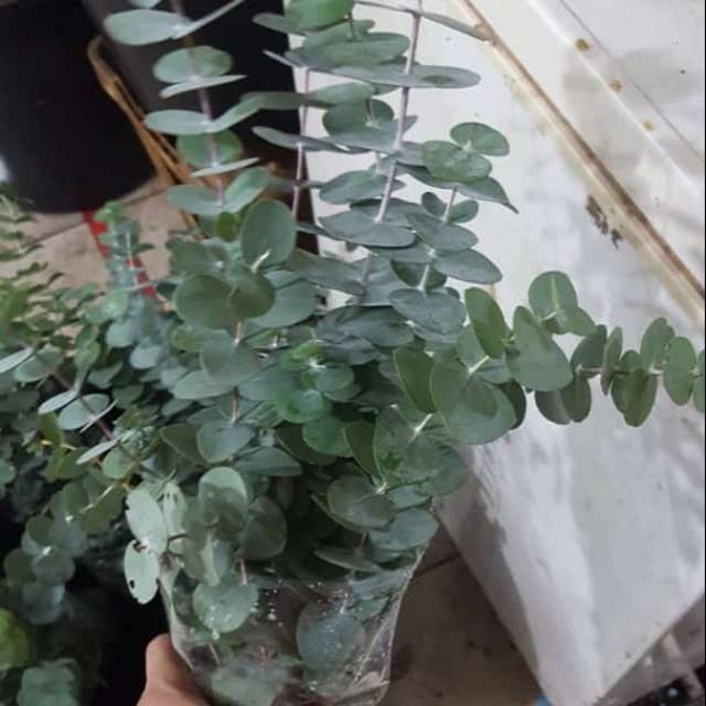 Daun Eucalyptus Segar Silver Dollar