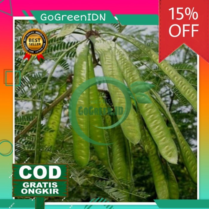 Bibit Pohon Lamtoro / petai cina