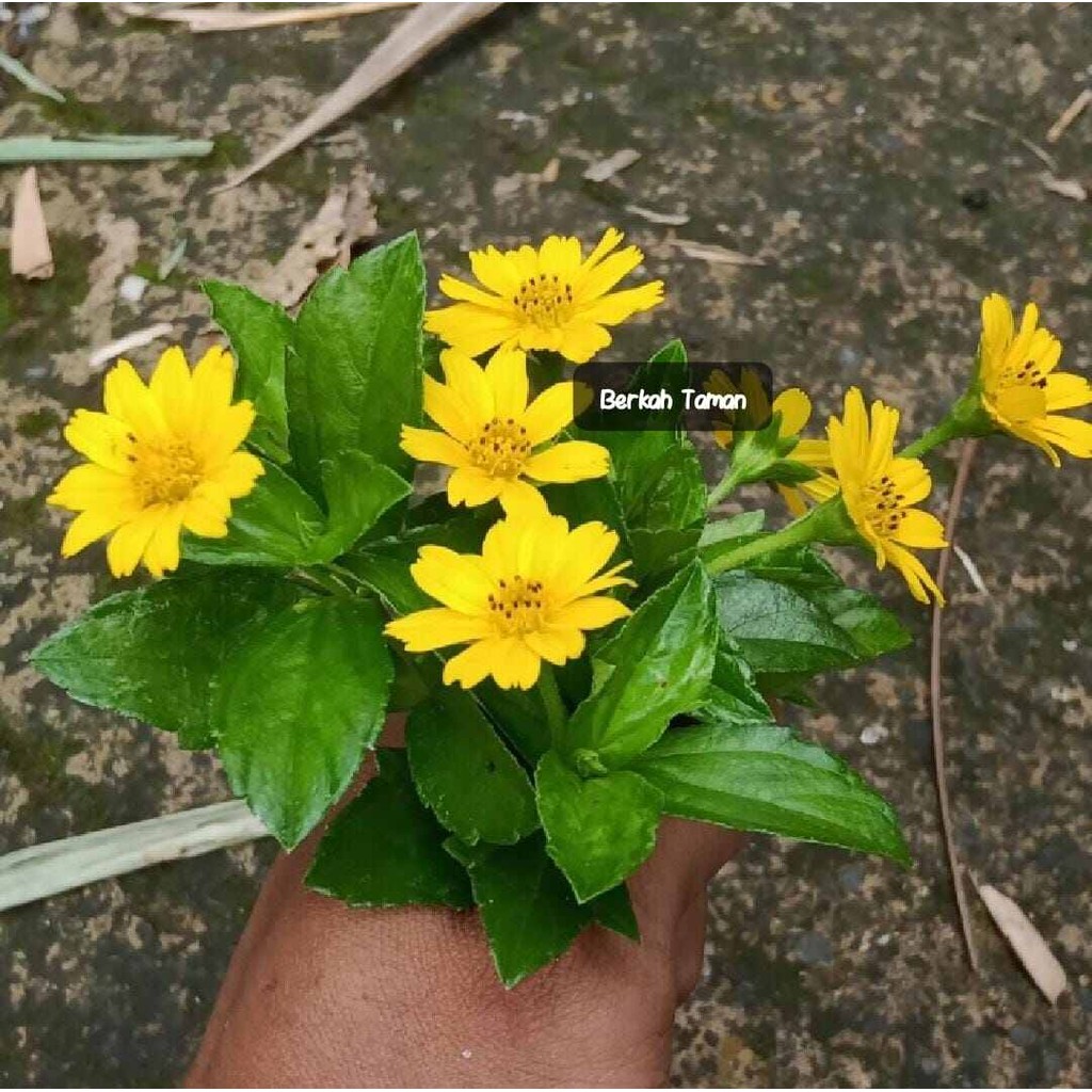 wedelia bunga kuning