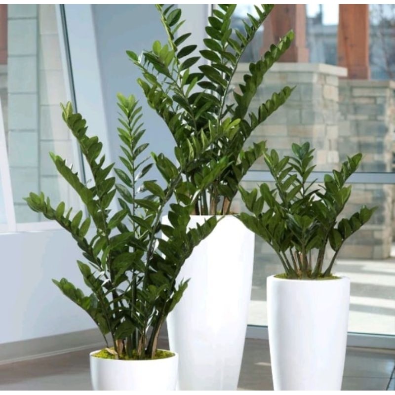 Fresh asli Tanaman Hias Zamia dolar Segar cantik