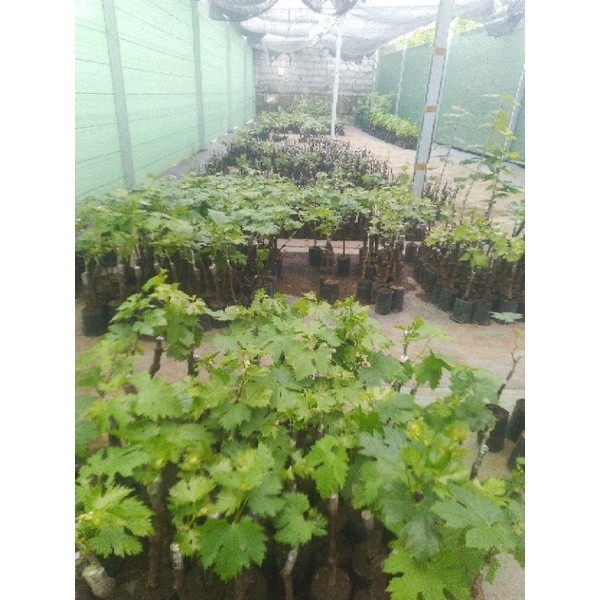 [promo] bibit anggur import grafting beli 3 lebih hemat bisa pilih varian berkualitas ukuran 30-80cm