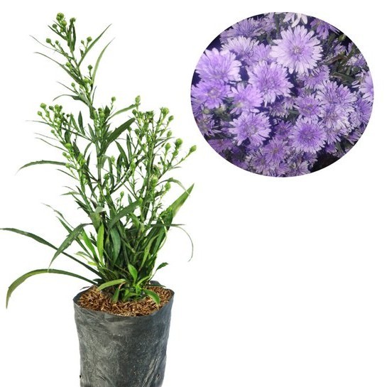 Bibit Bunga Aster Pikok  (Symphyotrichum pilosum)- Tanaman Bunga Hias Hidup