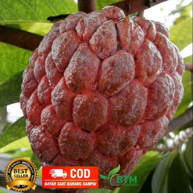 Bibit Tanaman Buah Srikaya Merah Jumbo Cepat Berbuah