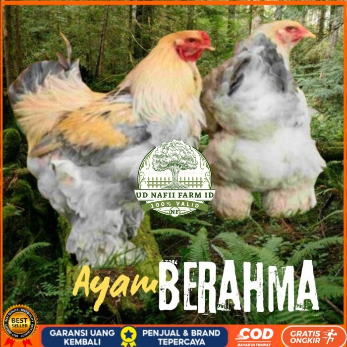 

telur ayam hias Berahma siap tetas original berkualitas UD NAFII FARM ID