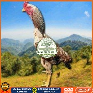 

telur tetas ayam shamo pilihan UD NAFII FARM ID
