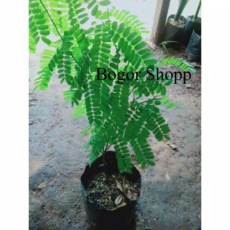 Pohon Herbal Saga Tanaman Obat Alami Tahan Lama