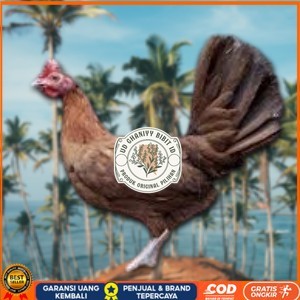 

telur ayam philipin import AK47 bisa untuk di tetaskan UD GHANIYY BIBIT ID