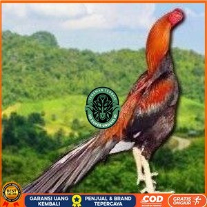 

PAKET 3 BUAH TELUR AYAM BANGKOK EKOR LIDI (FRESH) UD_SUPER_UNGGUL_ID