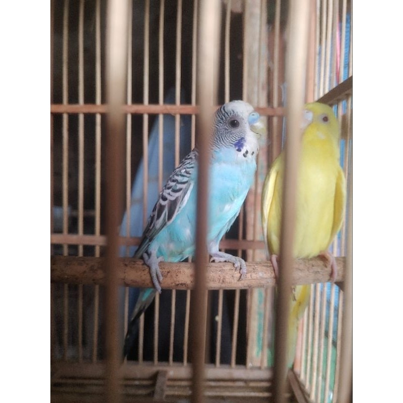 BURUNG PARKIT BIRU X KUNING