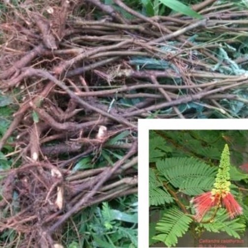 

Ready stok New bibit benih kaliandra merah,untuk di tanam,per bibit