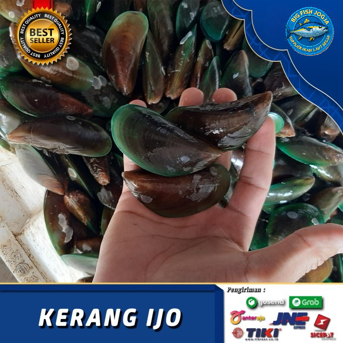 

KERANG IJO SEGAR 500GRAM / Kerang Seafood Segar / Kerang Hijau Fresh
