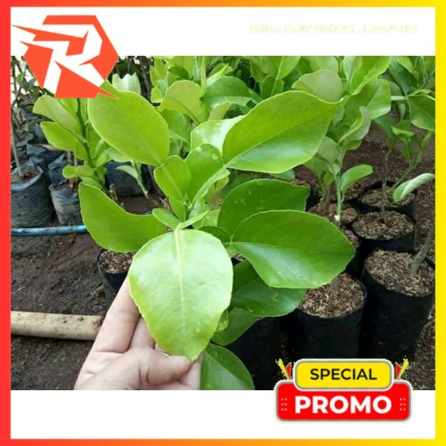 Bibit Jeruk Red PameLO (Jeruk Bali Merah)