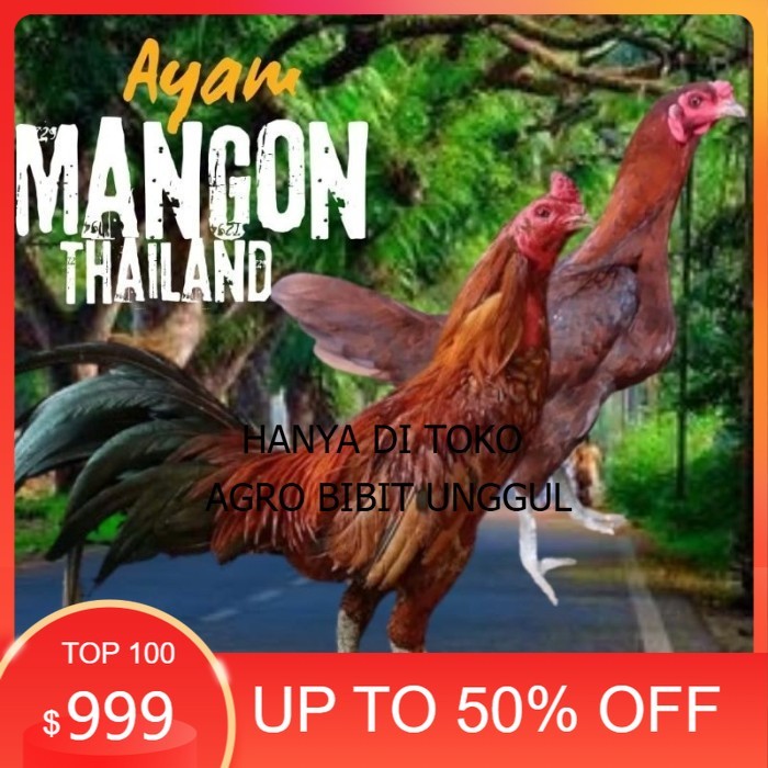 

telur ayam mangon Ori Thailand petarung bisa di tetaskan original berkualitas agro.bibit.unggul