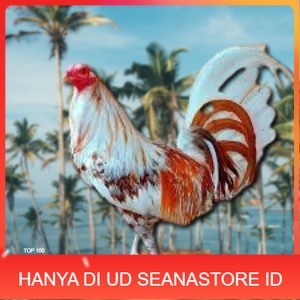 

telur ayam philipin asli AK47 bisa untuk di tetaskan vertil UD SEANASTORE ID
