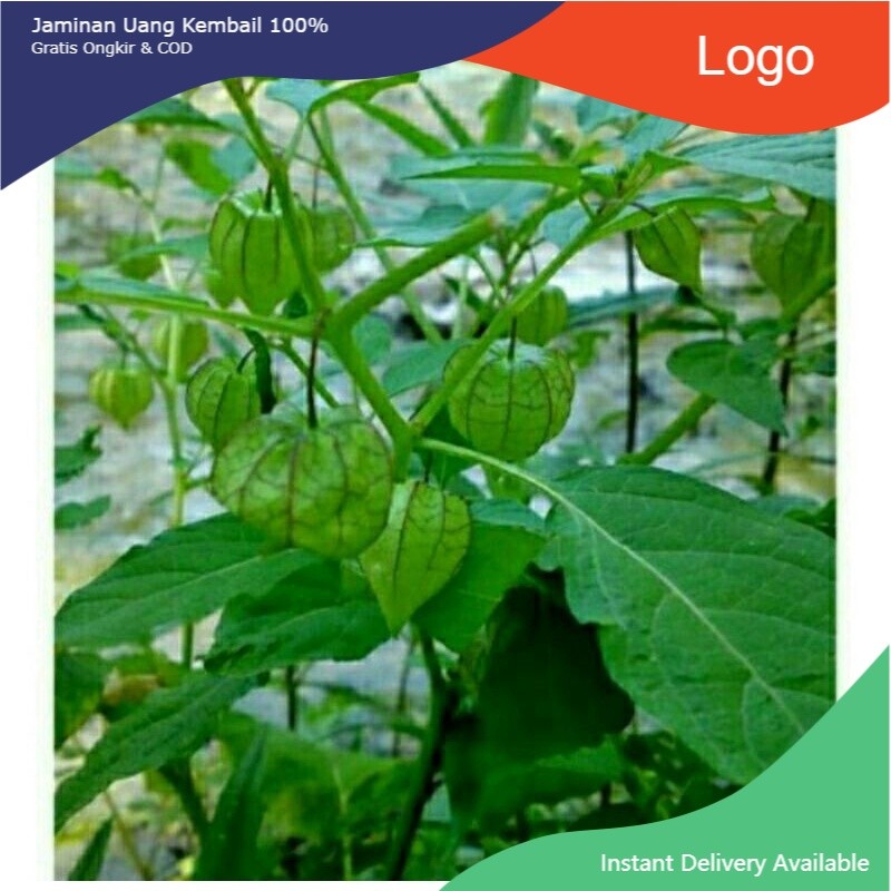 

Promo Daun Ciplukan Segar 1 Kg / Daun Buah Ciplukan / Daun batang akar buah ciplukan / Daun cecenet 1 Kg / Daun Ciplukan & akar / daun herbal