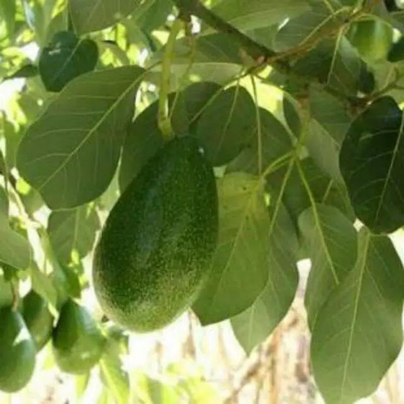 

Promo daun alpukat segar 250 gram L.A