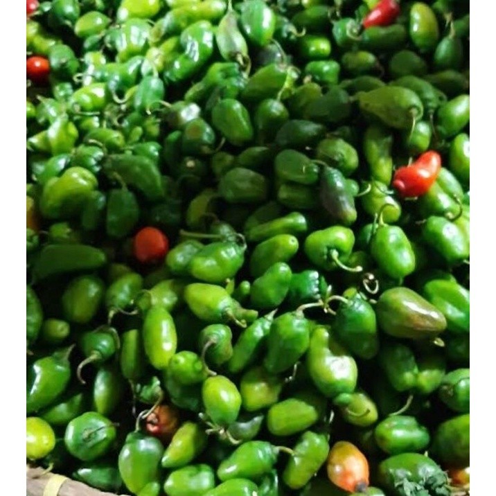 VIRAL Cabe gendot bandung  segar dan super pedas 1000gr