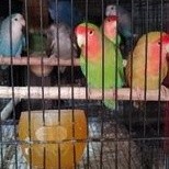 lovebird Nk dewasa ( satuan )