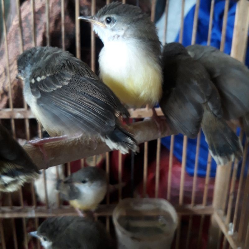 burung ciblek semi anakan lolohan