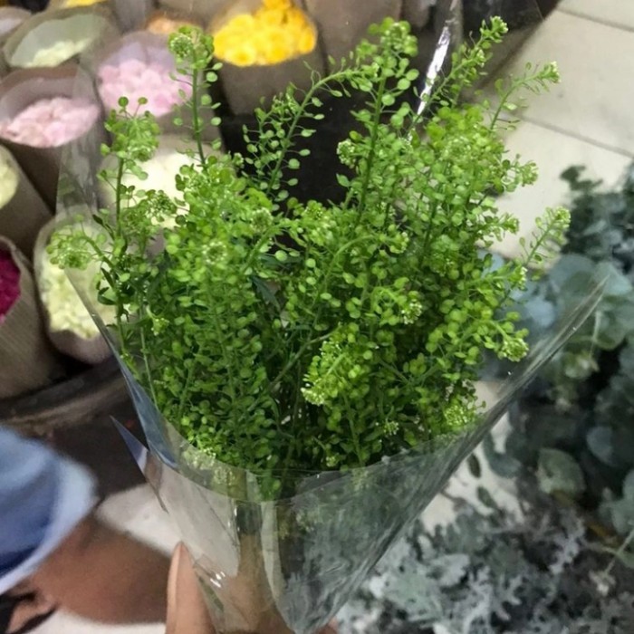 Daun Thlaspi segar