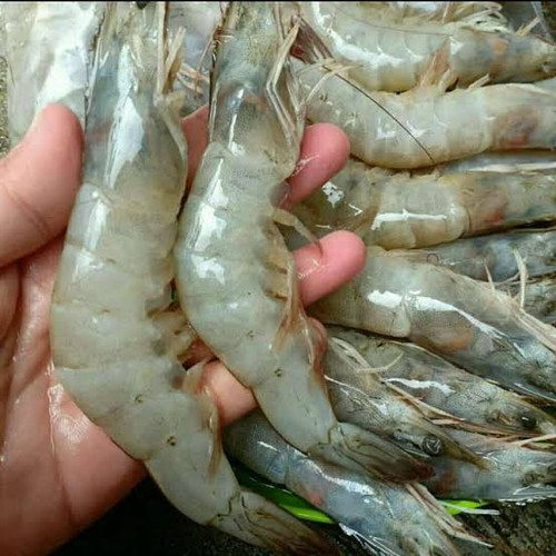 

Udang Segar Ukuran Sedang 250gr | Sayur Segar Medan