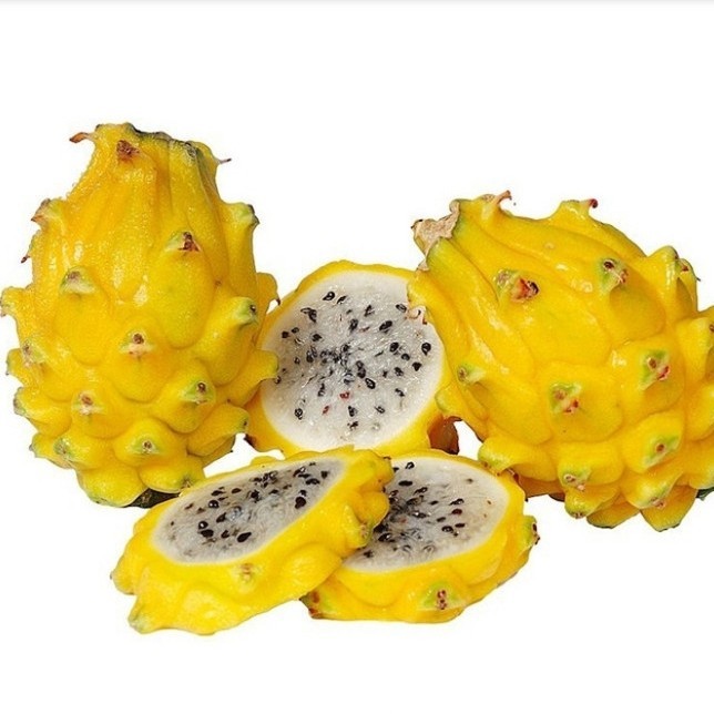 Bibit Buah Naga Kuning Super