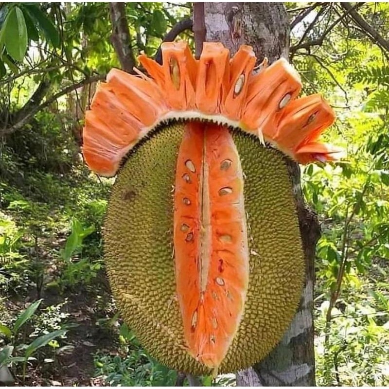 Bibit Nangka madu merah