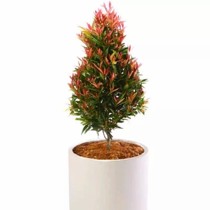 TERMURAH Tanaman Hias Pohon Pucuk Merah Tanaman Hidup Pucuk Merah