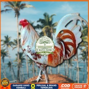 

telur ayam philipin asli AK47 bisa untuk di tetaskan vertil UD NAFII FARM ID