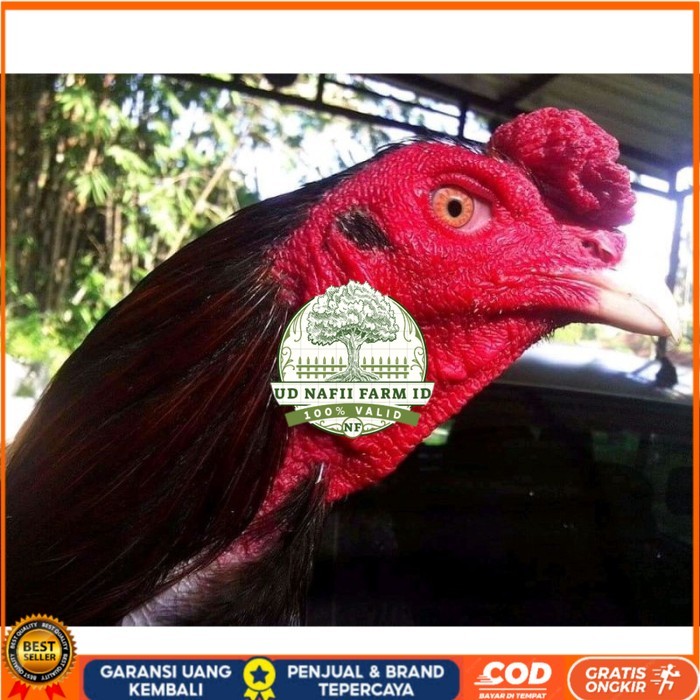 

Telur ayam bangkok ekor lidi terbaru terlaris UD NAFII FARM ID