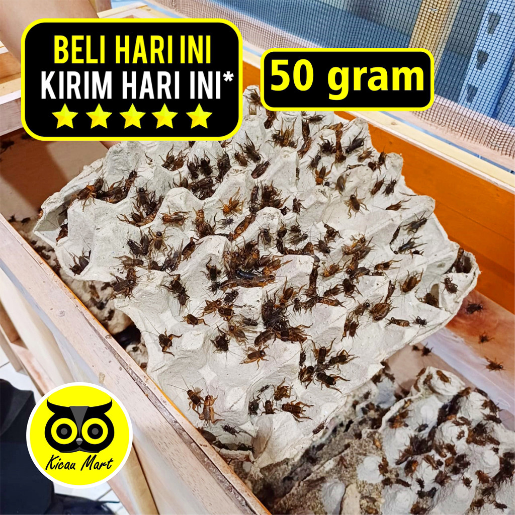 KICAU MART TERKIRIM MAX 1 JAM KHUSUS INSTANT GOJEK GRAB Jangkrik Hidup Ternak 50 Gram Pakan Tambahan