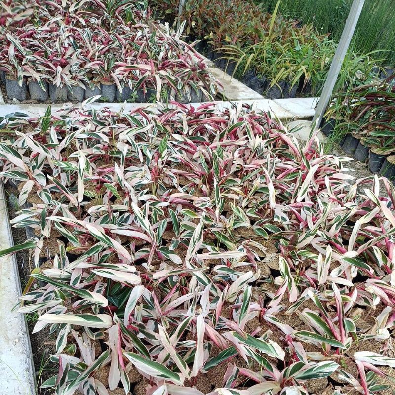 calatea tricolor merah putih