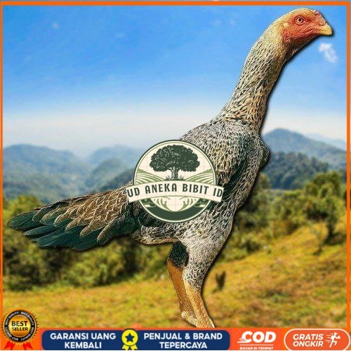 

TELUR TETAS AYAM SHAMO EROPA UNTUK DI TETASKAN UD ANEKA BIBIT ID