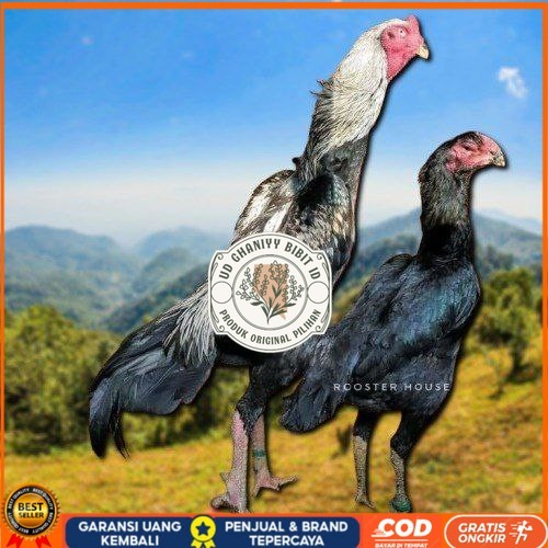 

telur tetas ayam shamo tarung valid super garansi UD GHANIYY BIBIT ID