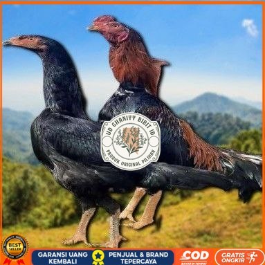 

telur ayam shamo jepang ori aduan bisa untuk di tetaskan UD GHANIYY BIBIT ID