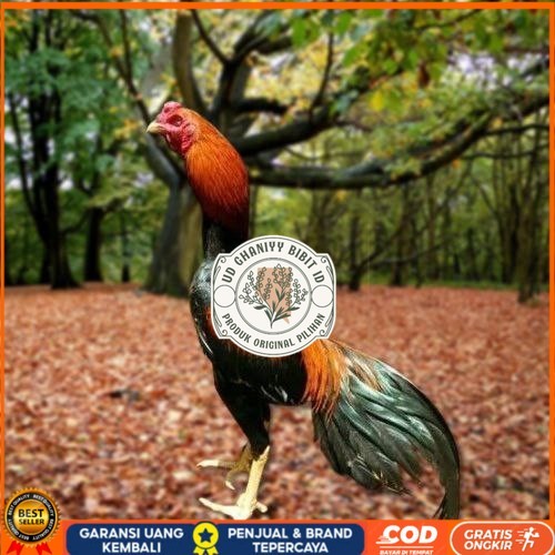 

Telur Ayam Pakhoy Ori Thailand Vertil Siap Di Tetaskan Jaminan Suuper Oiginal Bergaransi UD GHANIYY BIBIT ID