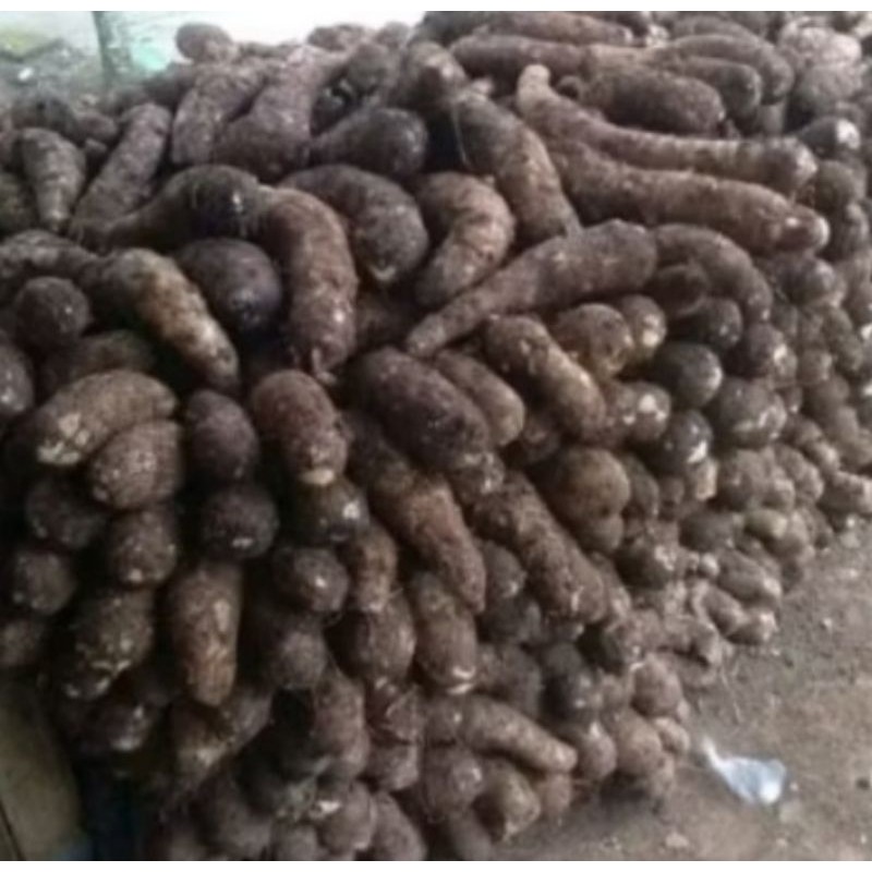 

talas enak di makan murah per 1 kg