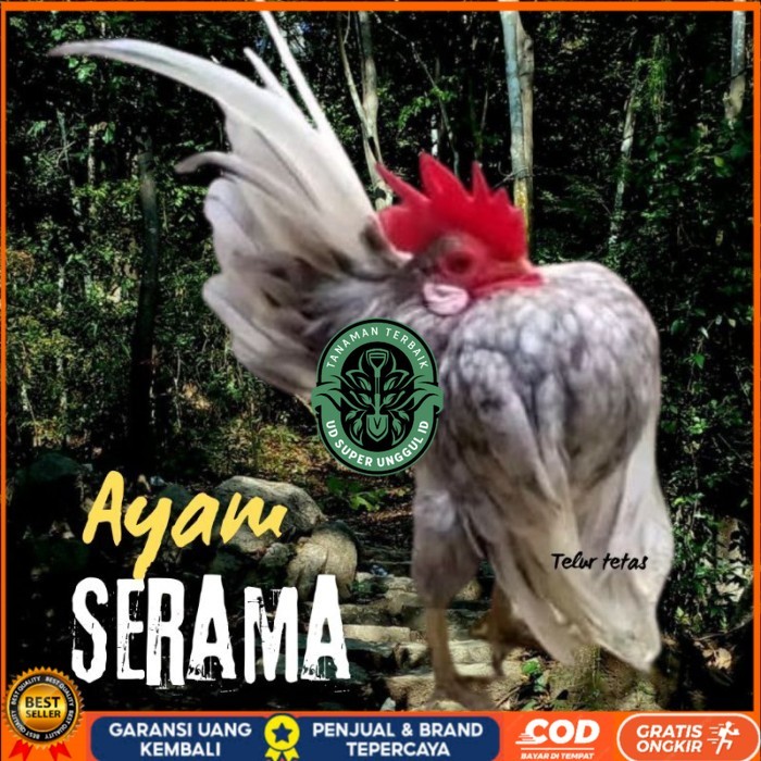 

telur ayam Serama kontes asli pendek bisa di tetaskan original berkualitas UD_SUPER_UNGGUL_ID