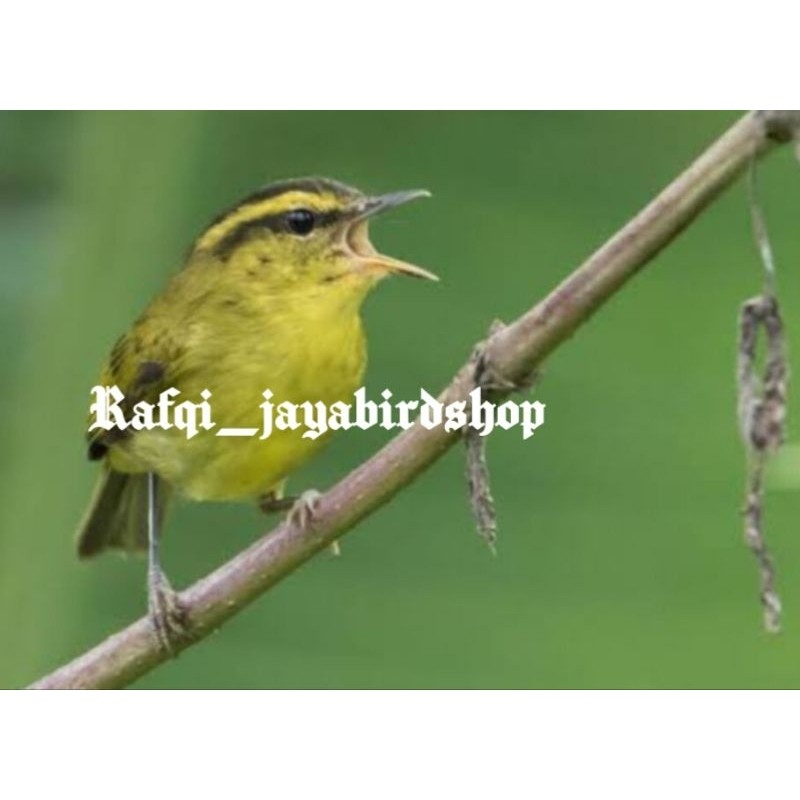 CIKRAK DAUN /MOZAMBIK LOKAL JANTAN