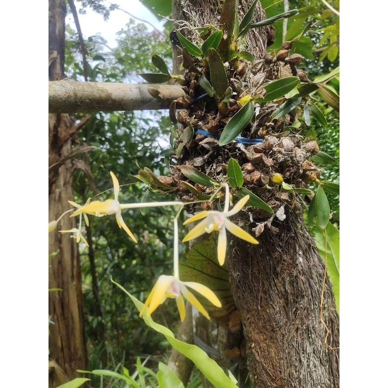 tanaman hias anggrek hutan