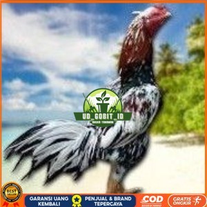 

BANGKOK F1 TELUR FERTIL PROMO BESAR UD_GOBIT_ID