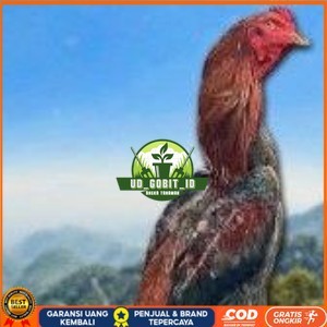 

telur ayam shamo original super garansi UD_GOBIT_ID